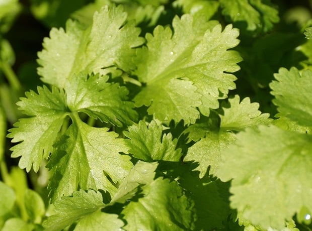 El cilantro es beneficioso para tu organismo